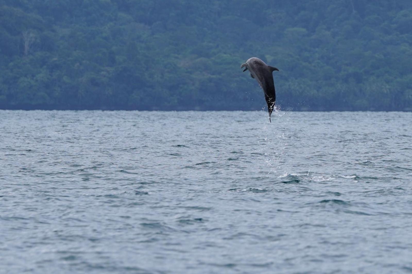 Вилла Dolphin Quest Costa Rica Piedras Blancas Экстерьер фото